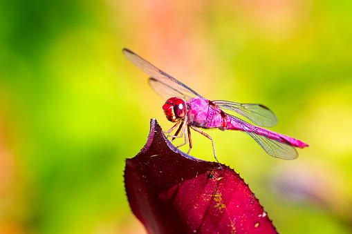 A red dragonfly perches on a Bromeliad leaf in a tropical garden.