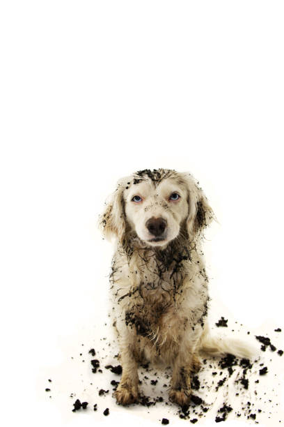 istock DIRTY DOG AFTER PLAY IN A MUD PUDDLE. ISOLATED STUDIO SHOT ON WHITE BACKGROUND. 1130275792