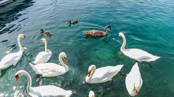 Beautiful Swans on the Lake Geneva. Switzerland.