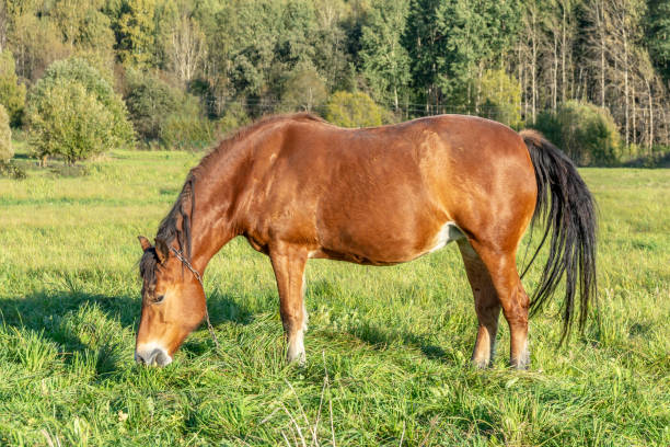istock Chestnut horse grazing on a green meadow 1130275924