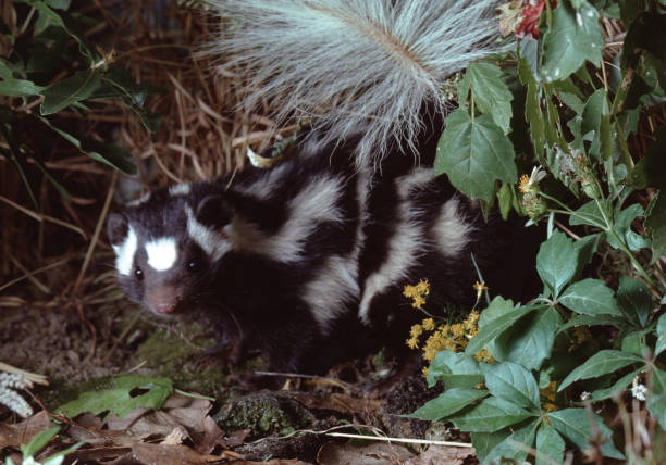 este zorrillo manchado (spilogale putorius) - mofeta fotografías e imágenes de stock