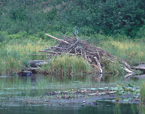 North American Beaver lodge (Castor Canadensis). Photographed by acclaimed wildlife photographer and writer, Dr. William J. Weber.