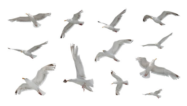 conjunto de gaviotas aisladas sobre fondo blanco - paso marítimo fotografías e imágenes de stock