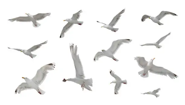 Photo of Set of seaguls isolated on white background