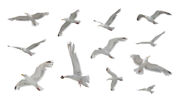 набор морских гулов, изолированных на белом фоне - herring gull стоковые фото и изображения