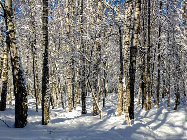 istock Landscape with the trees illuminated by the winter sun 1130277345
