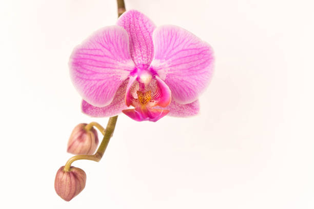 istock Beautiful Orchid flower.  Close up. Orchid Bud. 1130278810