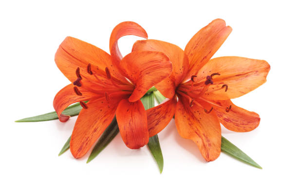 istock Bouquet of orange lilies. 1130278839