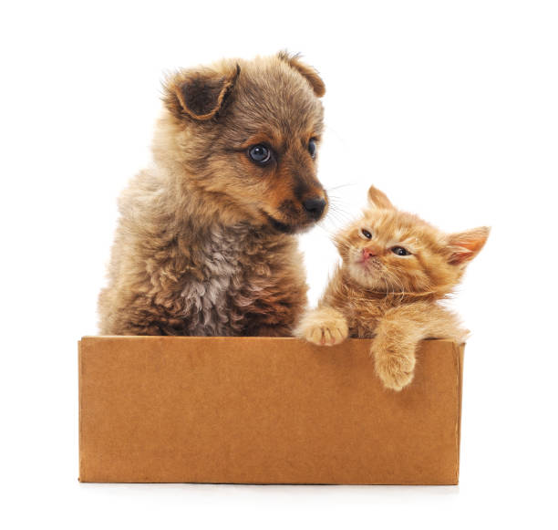 istock Kitten and puppy in a box. 1130278886