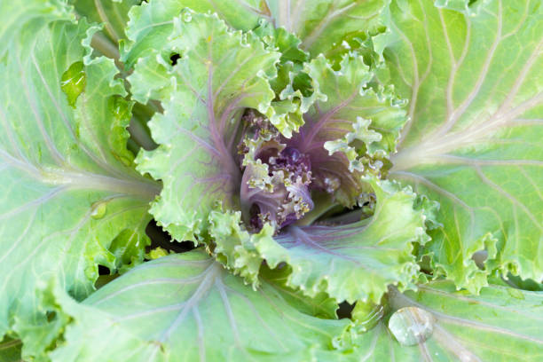istock Top view of green fresh Chinese cabbage vegetable farm. 1130279767