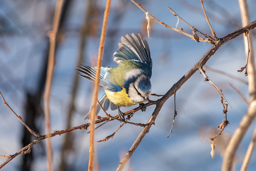 Tiny yellow bird (Parus caeruleus) with blue cap perching on tree branch with light blurred background.