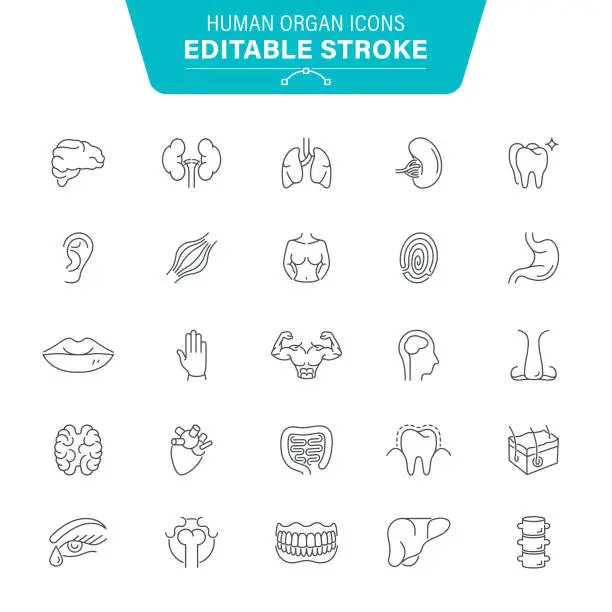 Vector illustration of Human Internal Organs Icons