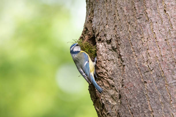 blue tit perching on the nesting hole entrance with bunch of moss in a beak - bark bird warbler tree trunk imagens e fotografias de stock