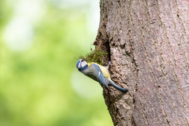 eurasian blue tit collecting nest material in spring forest - bark bird warbler tree trunk imagens e fotografias de stock