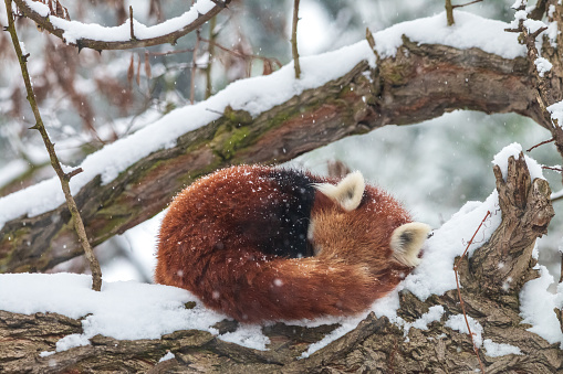 Lesser panda or red bear-cat (Ailurus fulgens) lying under winter snowfall.