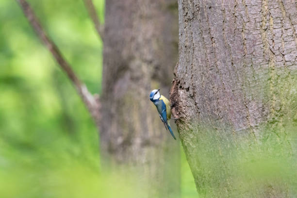 eurasian blue tit perching on tree trunk next to the nest hole - bark bird warbler tree trunk imagens e fotografias de stock