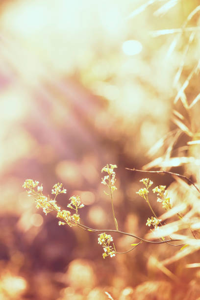 istock Abstract natural background with green summer grass, backlit, blurred image, shallow depth of field 1130281390