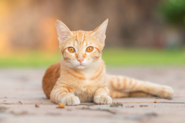 istock Close-up of Orange tabby cat sitting and looking for something. 1130282590