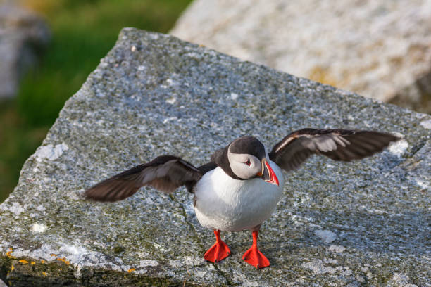 istock Puffin, raising on their wings 1130283934