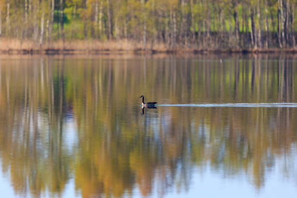 Canada goose swim in the lake with reflections