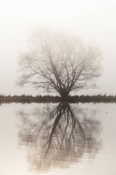 istock Lonely tree by the lake in sunrise 1130284128