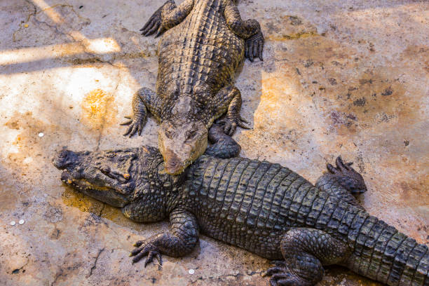 istock Crocodiles in the pool on a crocodile farm 1130285111