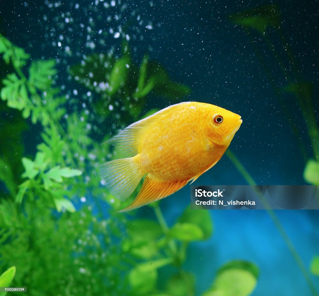 Orange fish among the bubbles in the aquarium. Cichlasoma severum, cichlid. Animal Stock Photo