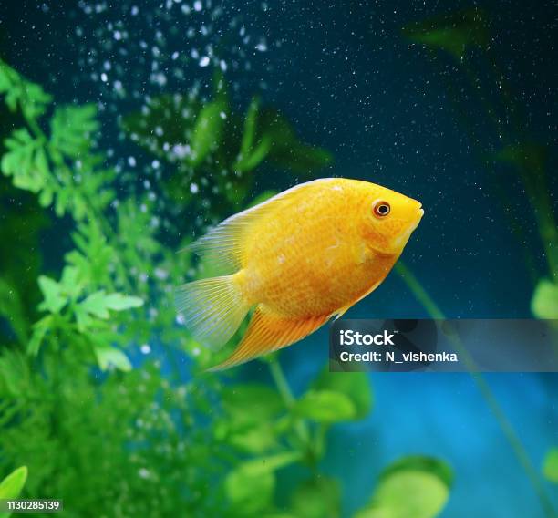 Orange Fish Among The Bubbles In The Aquarium Cichlasoma Severum Cichlid Stock Photo - Download Image Now