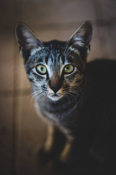 istock Closeup portrait little cat on ground 1130285168