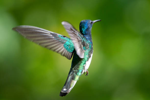 istock Male White-necked Jacobin hummingbird hovering in the air 1130285371