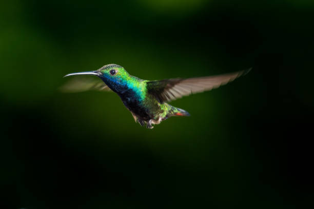 istock Black-throated Mango hummingbird hovering in the air 1130285611