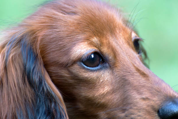 istock little brown dachshund playing in the garden 1130285813