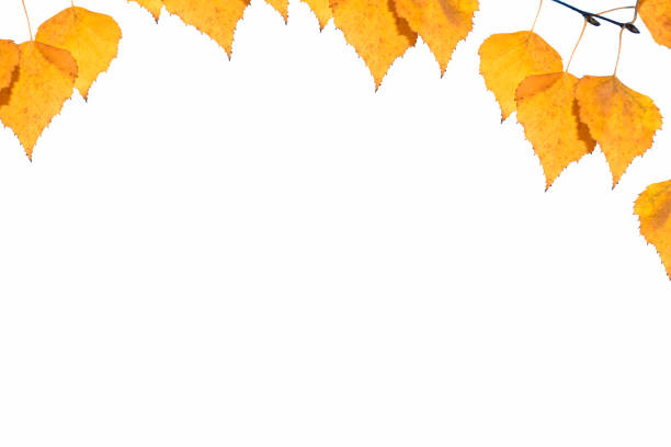 Bright autumn birch leaf on a white background.