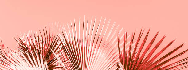 istock Branches of palm tree toned in living coral 1130288194