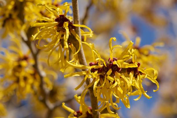 870+ Japanese Witch Hazel Stock Photos, Pictures & Royalty-Free Images ...