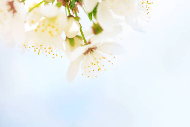 istock Beautiful white flowers of blossoming apricot tree. 1130288544