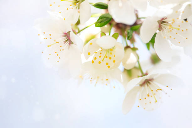 istock Beautiful white flowers of blossoming apricot tree. 1130288548