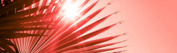 istock Branches of palm tree toned in living coral 1130288565