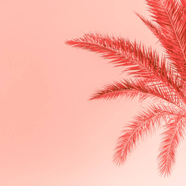 istock Branches of palm tree toned in living coral 1130288712
