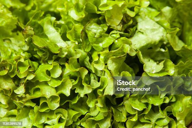 Lettuce Texture Stock Photo - Download Image Now - Backgrounds, Chile, Close-up