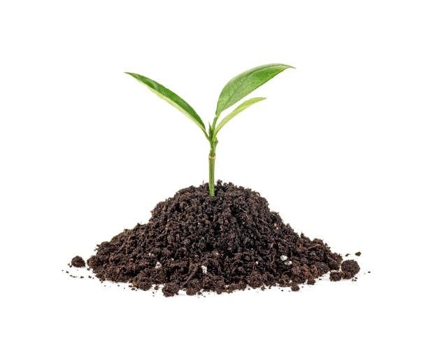 istock Plant of citrus tree growing from soil, white background. 1130290530