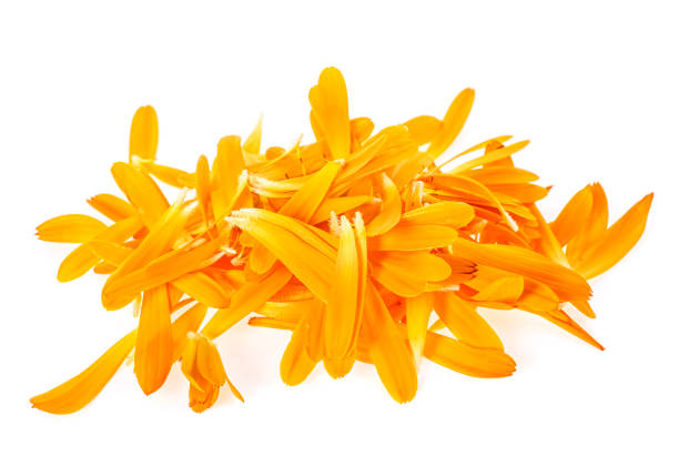 istock Petals of calendula flowers on white background 1130290544