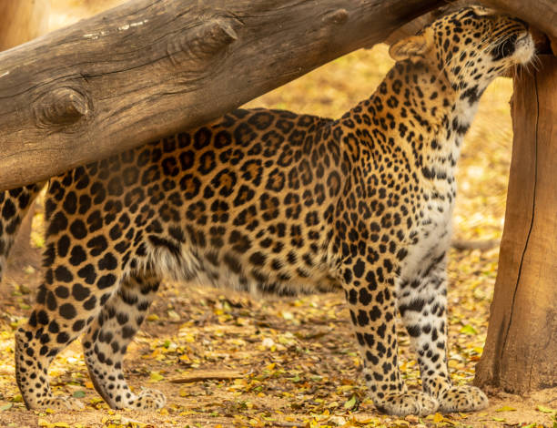 istock Photography of different Animals 1130291942