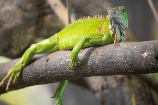 istock Photography of different Animals 1130291981