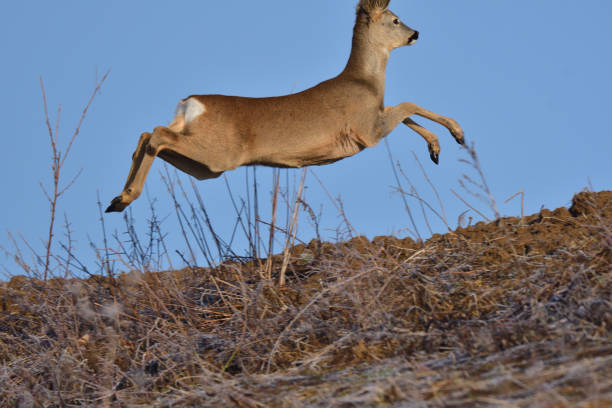 istock Young small roedeer with antler walking the meadow close up 1130293568