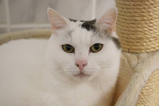istock beautiful white cat head portrait on the scratching post 1130294409
