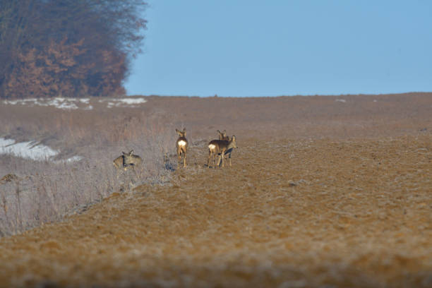 Roedeer and roe jumping to hide to the forest in winter