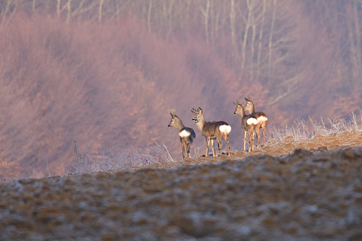 Roedeer and roe jumping to hide to the forest in winter