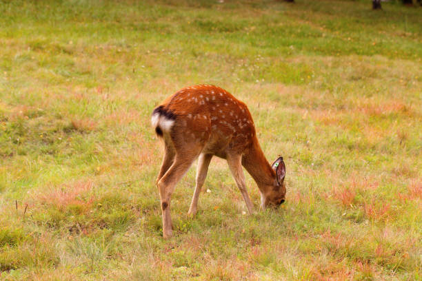 istock Young female deer spotted coloring eats grass on the Meadow. Deer graze in the field. Breeding deer. 1130294508