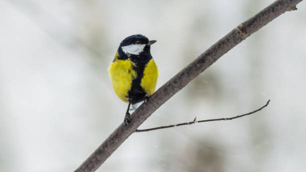 istock Tit on a branch in the winter snow blizzard 1130294782